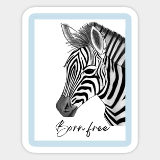 Born free zebra Sticker